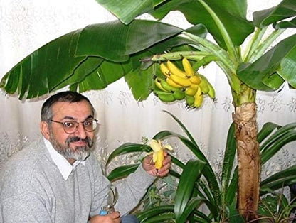 Seeds Ornamental Banana Tree Indoor Dwarf Perennial Flowers Non GMO