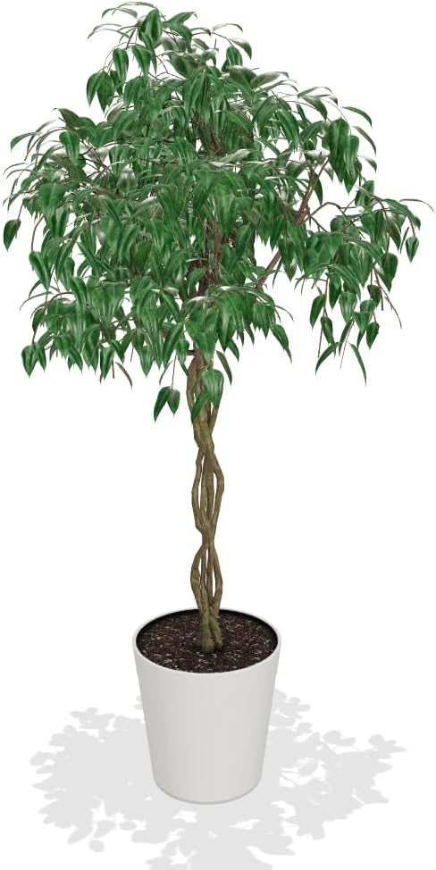 Brighter Blooms - Braided Benjamina Ficus Tree, 4-5 ft. - No Shipping to AZ, OR