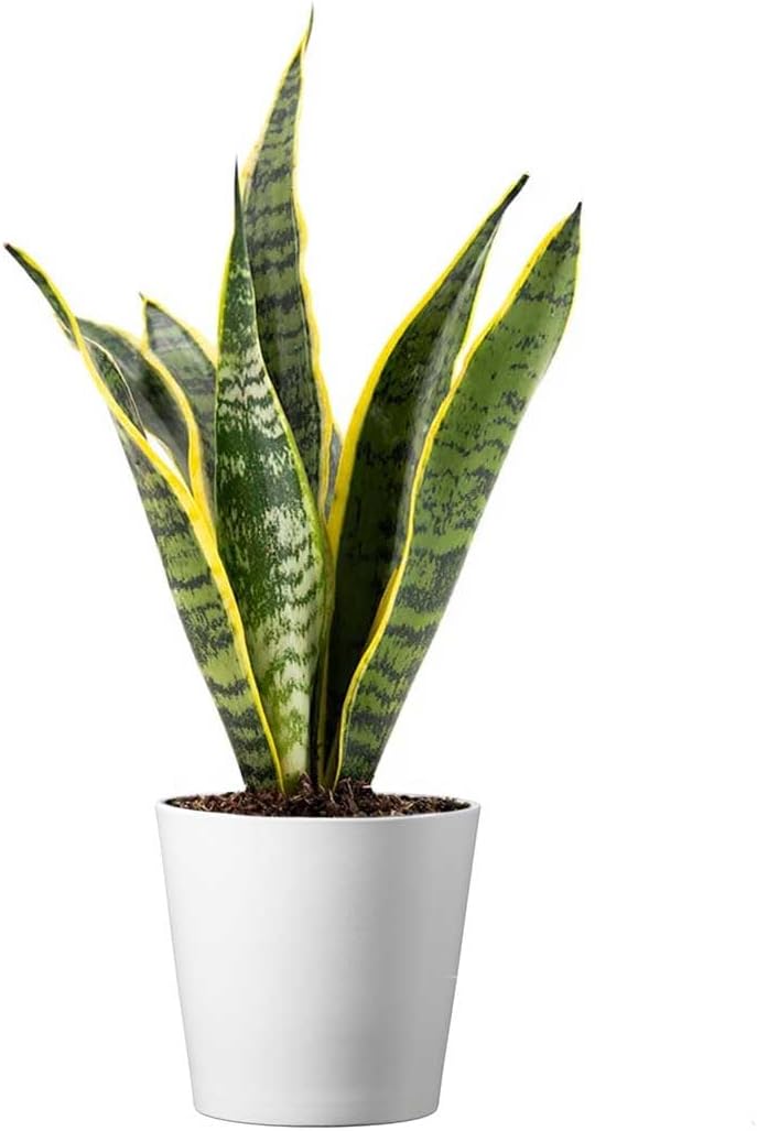 American Plant Exchange Snake Plant, Sansevieria Laurentii Yellow, Compact 4-Inch Pot, Stylish Deco Cover Included, Live Indoor Houseplant, Easy Care, Air Purifying, Perfect for Home Office Garden