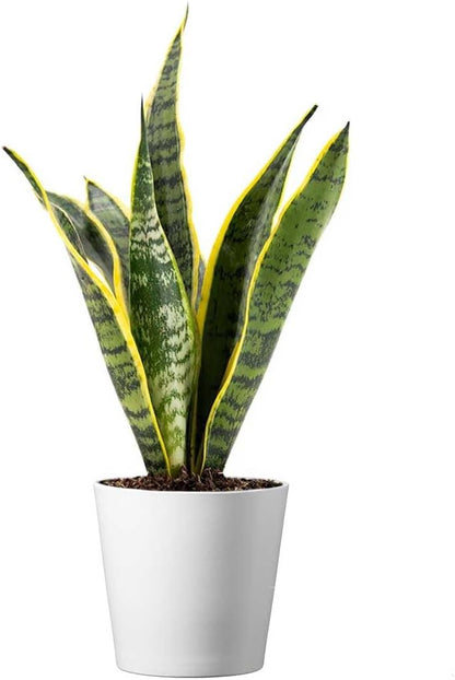 American Plant Exchange Snake Plant, Sansevieria Laurentii Yellow, Compact 4-Inch Pot, Stylish Deco Cover Included, Live Indoor Houseplant, Easy Care, Air Purifying, Perfect for Home Office Garden