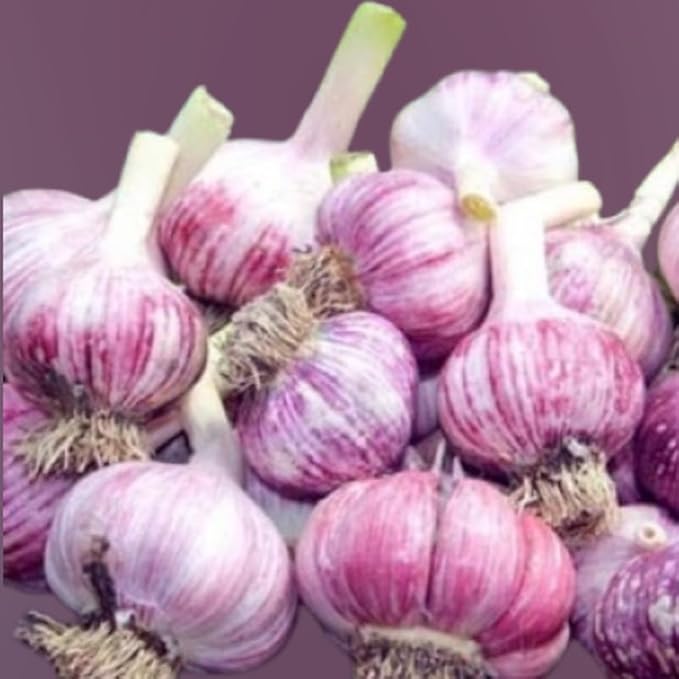 1 Pound Garlic for Planting in Fall Hardneck, 8-10 Large Garlic Bulbs for Planting, Fresh and High Yield Bulb Variety Pack, Hardy and Fast Growing