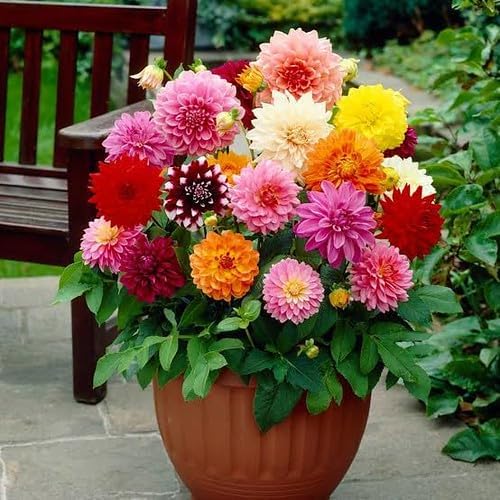 Gardenera Premium Dahlia Potting Soil Mix - Ideal for Growing Vibrant and Healthy Dahlias - 4 Quart