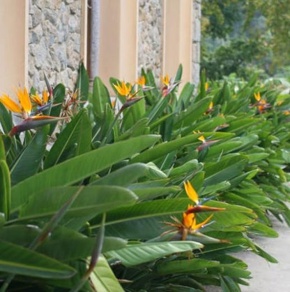 Bird of Paradise - Orange - Strelitzia Reginae. (2 Orange BoP in Sac)