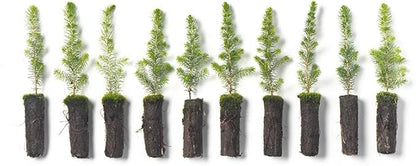 Black Spruce Live Tree Plug Seedlings | 6"-12" | Arbor Day Foundation (10-Pack)