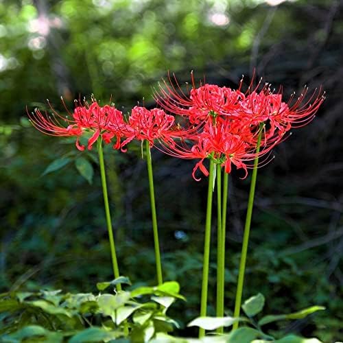 Easy to Grow Lycoris Red 'Spider Lily' Plant Bulb (1) - Red Flowering Blooms in Summer to Fall Gardens