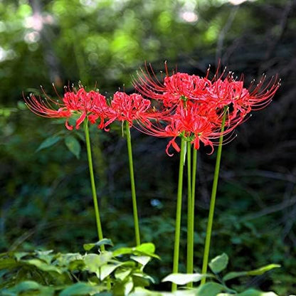 Easy to Grow Lycoris Red 'Spider Lily' Plant Bulb (1) - Red Flowering Blooms in Summer to Fall Gardens