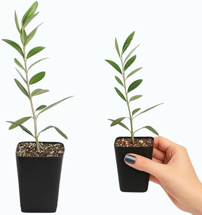 Dwarf Olive Tree Starter Plant, 2 Inch Pot, Indoor Outdoor Bonsai (1)