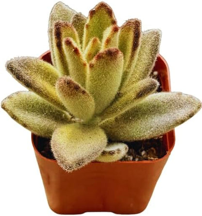 2" Unique Succulents Plants Live, Live Starter Succulent Plants, Easy Care House Plants Rooted in Succulent Soil Mix, by The Succulent Cult (Kalanchoe Tomentosa Chocolate Soldier)
