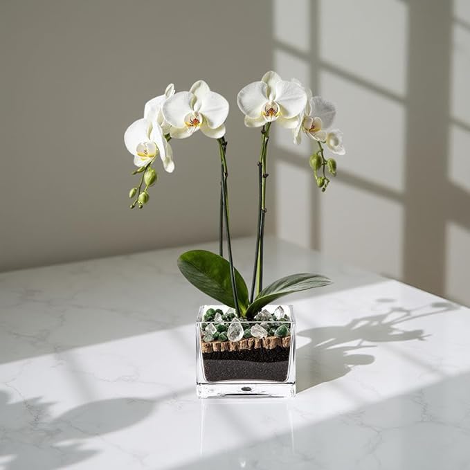 Premium White Phalaenopsis Orchid Plant - Live Double Stem with Clear Quartz and Green Aventurine Crystal - Indoor Flowering Houseplant Gift - Perfect for Birthday Anniversary