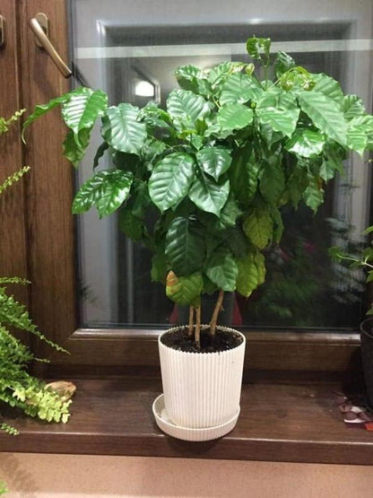 Arabian Coffee Tree Seeds – Coffea Arabica | Evergreen Perennial | Fragrant Blooms & Homegrown Coffee Beans