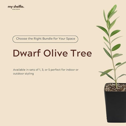 Dwarf Olive Tree Starter Plant, 2 Inch Pot, Indoor Outdoor Bonsai (1)