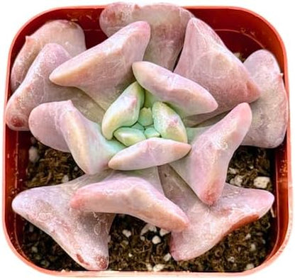 2" Echeveria Cubic Frost Unique Succulents Plants Live, Live Starter Succulent Plants, Easy Care House Plants Rooted in Succulent Soil Mix, by The Succulent Cult