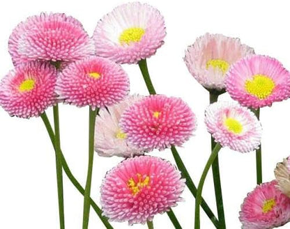 Pink English Daisy, Lawns and Borders - 1000 Seeds - Bellis Perennis