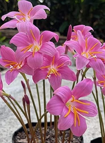 Zephyranthes Grandiflora Pink Rain Lily Bulbs for Planting - Perennial Lily Flowering Bulbs | Bloom Multiple Times - Easy to Grow (5 Pack)