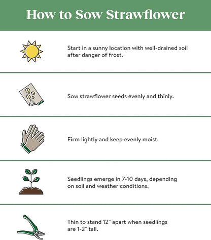 Burpee Tall Mixed Colors Strawflower Seeds 750 seeds