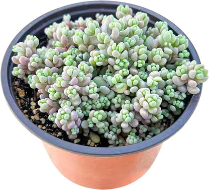 Live Succulents Sedum Dasyphyllum (4-inch), Succulent Plants Fully Rooted in Pots with Soil, Easy-Care House Plant for DIY, Home Office Decor, Wedding Party Favor