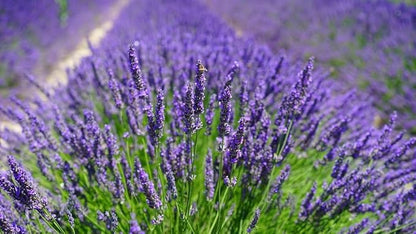 Gardenera Premium Lavender Potting Mix - Nourish Your Lavender Plants for Beautiful Blooms - 1 Quart