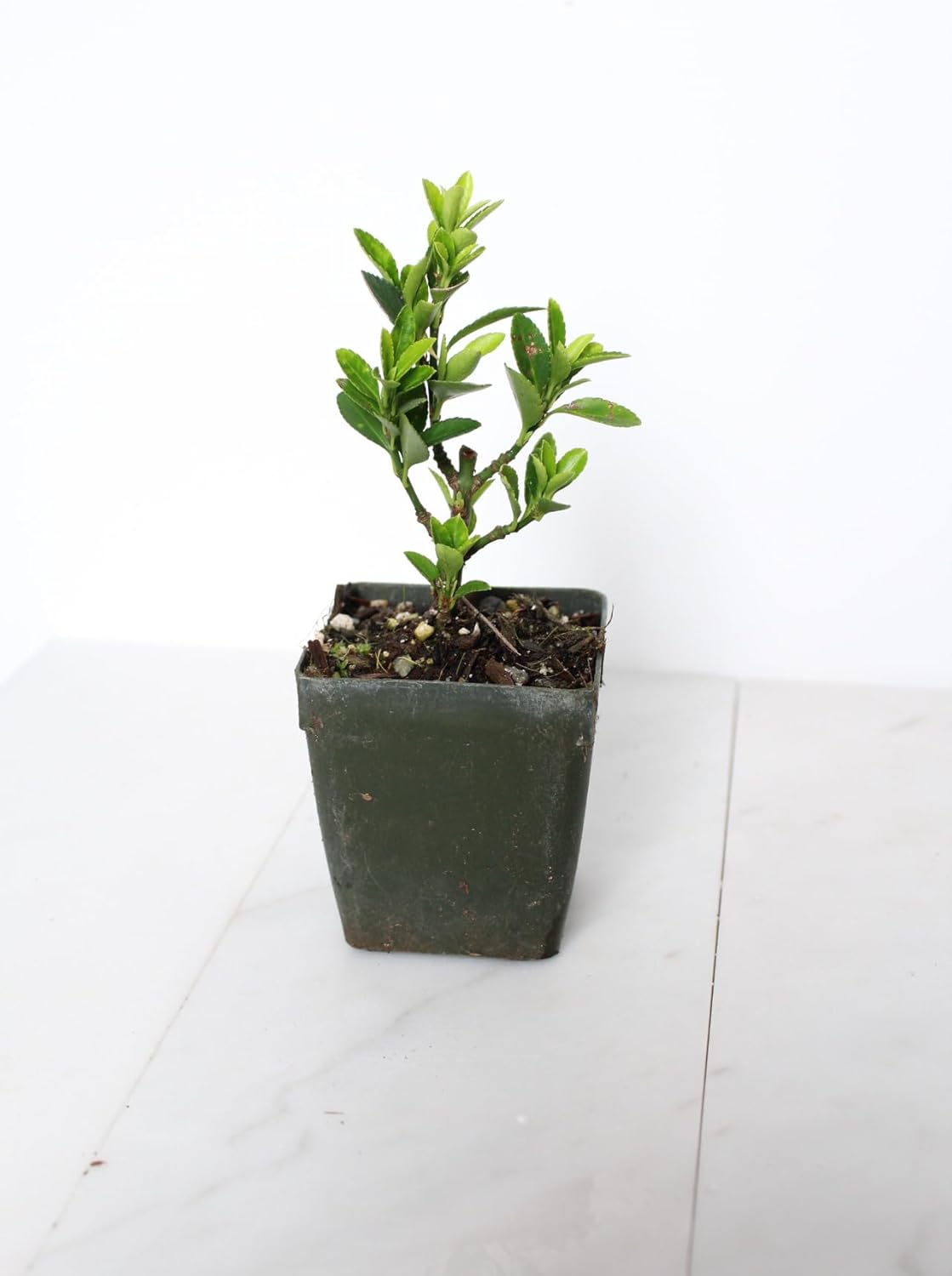 Live Bonsai Tree Starter Boxleaf Euonymus Plant, Japanese Spindle Tree, Indoor Outdoor Dwarf Shrub (Plastic Nursery Pot)