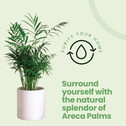 American Plant Exchange Areca Palm – Live 4-Inch 3-Pack, Easy-Care Tropical Houseplants with Lush Green Fronds, Air-Purifying Indoor Plants for Home, Office, Apartments & Small Space Décor
