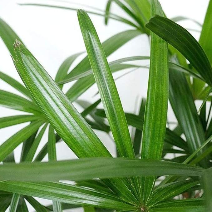 American Plant Exchange Lady Palm – 10-Inch Pot – Live Easy Care Indoor Houseplant, Air-Purifying, Low-Light Tropical Palm for Home, Office, Apartment, and Indoor Décor