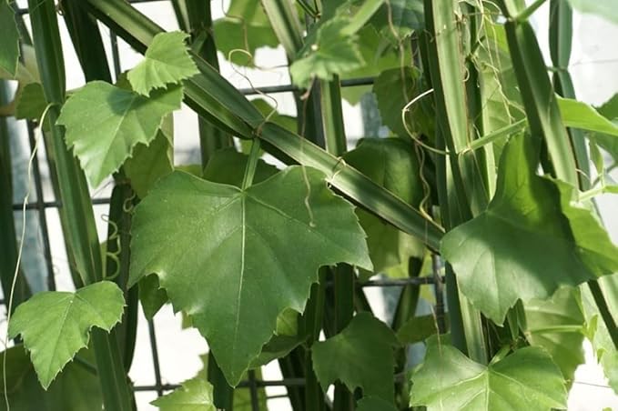 Veldt Grape Ivy - Devil's Backbone Herb - Cissus quadrangularis - 2 Pack 2" Pots