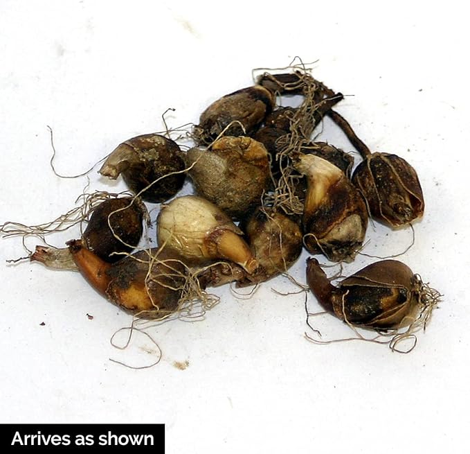 BRECK'S - White Snowdrops Galianthus Dormant Spring Flowering Bulbs - Each Offer Includes 25 dormant Spring Flowering Bulbs