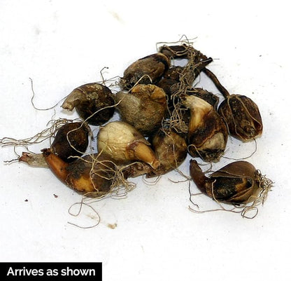 BRECK'S - White Snowdrops Galianthus Dormant Spring Flowering Bulbs - Each Offer Includes 25 dormant Spring Flowering Bulbs