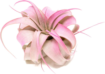 Fuchsia Colorful Tillandsia Air Plants - Long Lasting Color Enhanced Live Tillandsia Succulent House Plants - Home and Garden Decor - Easy Care Indoor/Outdoor Plants (Mini Xerographica, Single)