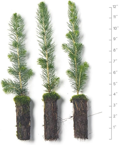 White Spruce Live Tree Seedlings | 6"-12" | Arbor Day Foundation (3-Pack)