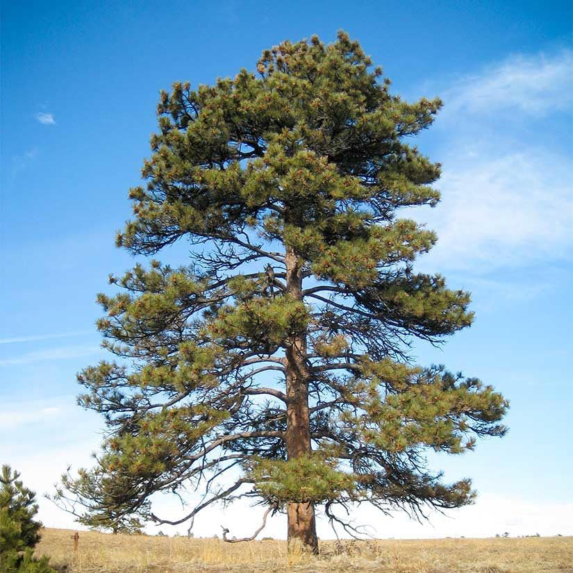 Ponderosa Pine Live Tree Plug Seedlings | 6"-12" | Arbor Day Foundation - (Due to Agricultural Laws, Unavailable to AZ, CA, ID, ME, MT or UT) (3-Pack)