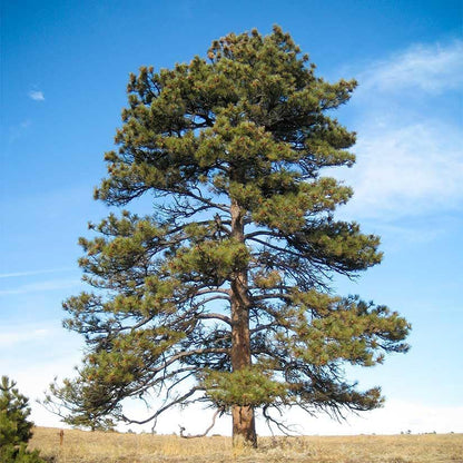 Ponderosa Pine Live Tree Plug Seedlings | 6"-12" | Arbor Day Foundation - (Due to Agricultural Laws, Unavailable to AZ, CA, ID, ME, MT or UT) (3-Pack)