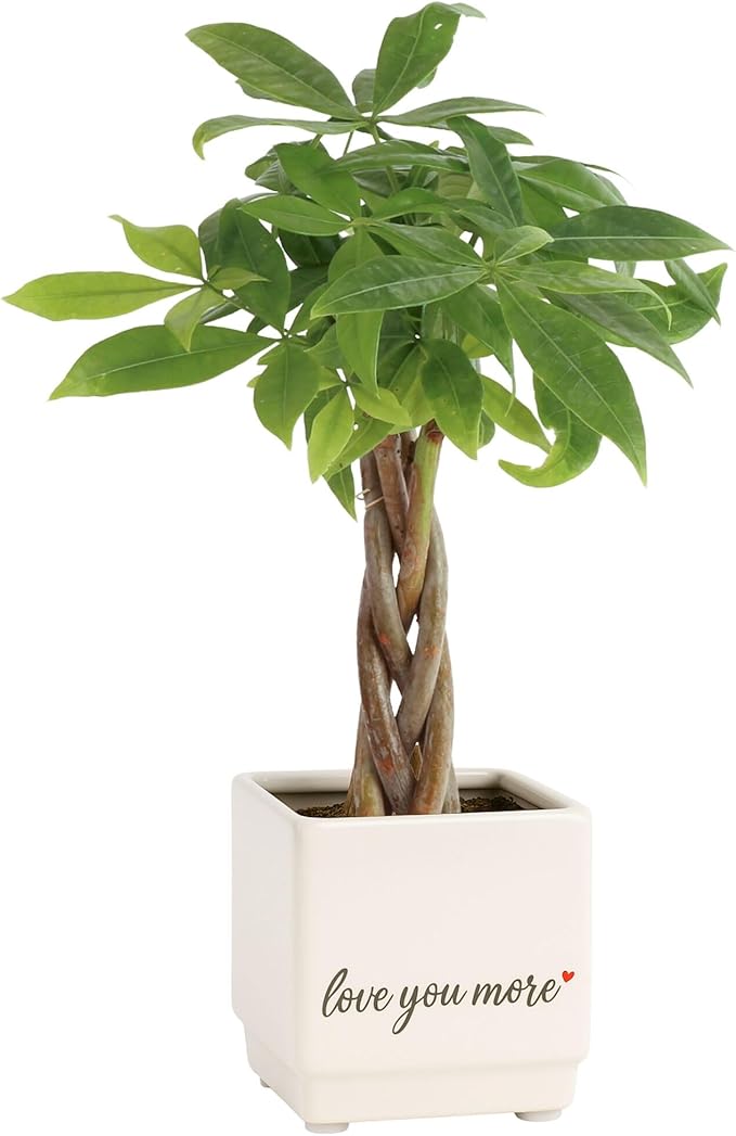 Costa Farms Money Tree Live Plant | 8-10 Inches Tall | Easy to Grow Indoor Houseplant in 2.5 Inch Cute Planter | Live Bonsai Home, Office, or Room Decor | Gardening, Birthday, and Housewarming Gift