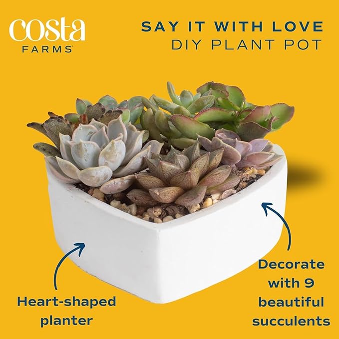 Costa Farms Mini Succulent DIY Heart Kit Fully Rooted, 2-inch Live Indoor Plant, 4-Inches Tall, Heart Frame DIY Kit, Housewarming Gift, Room Decor
