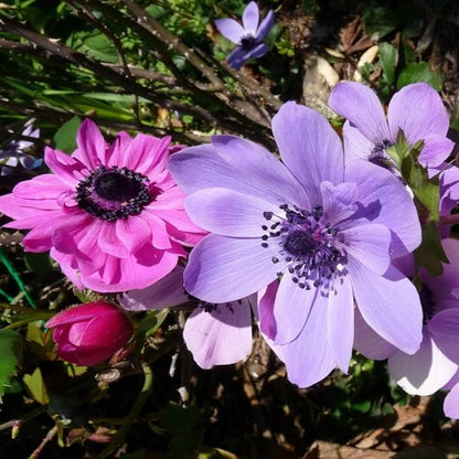 Lieutenant Anemone Flowers – 30 Bulbs | Vibrant Pink, Red, Blue, Purple & White Spring Blooms | Ideal for Cut Flowers, Garden Beds & Containers – Pollinator Friendly | Zones 3–10
