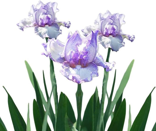 Easy to Grow Bearded Iris Earl of Essex - 3 Plant Bulbs Rhizomes, Light Purple & White Flowers in Spring to Fall, Full Sun Low Maintenance