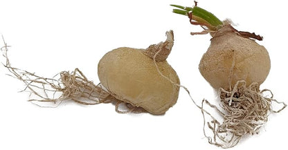 Rare Frizzle Sizzle Plant - Albuca spiralis - 2 Bulbs - Succulent House Plant