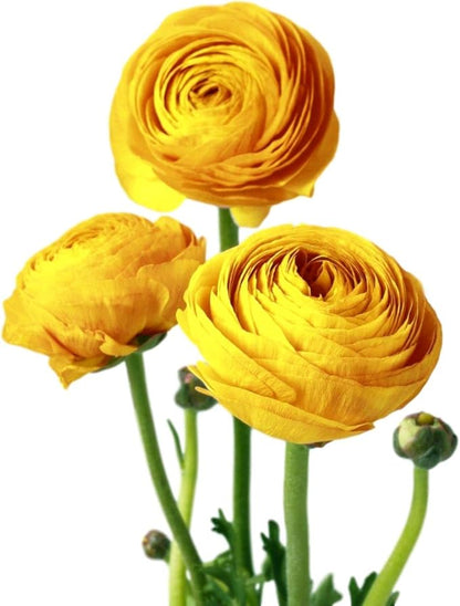 Easy to Grow Ranunculus Tecolote Yellow 10 Plant Bulbs - Sunny Yellow Flowers in Spring Full Sun Outdoor Zones 8-10, Mediterranean Carlsbad Flower Fields
