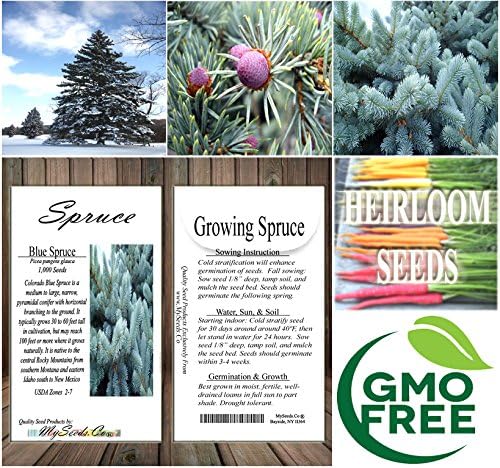 Cedar, Dogwood, Pine, Redwood, Spruce, Tree Seed by MySeeds.Co, You Choose The Color n Quantity (1 Pack, Blue Spruce - Big Pack)