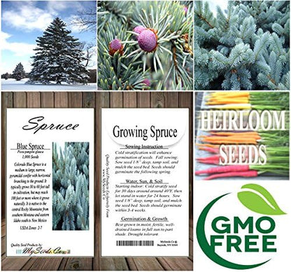 Cedar, Dogwood, Pine, Redwood, Spruce, Tree Seed by MySeeds.Co, You Choose The Color n Quantity (1 Pack, Blue Spruce - Big Pack)