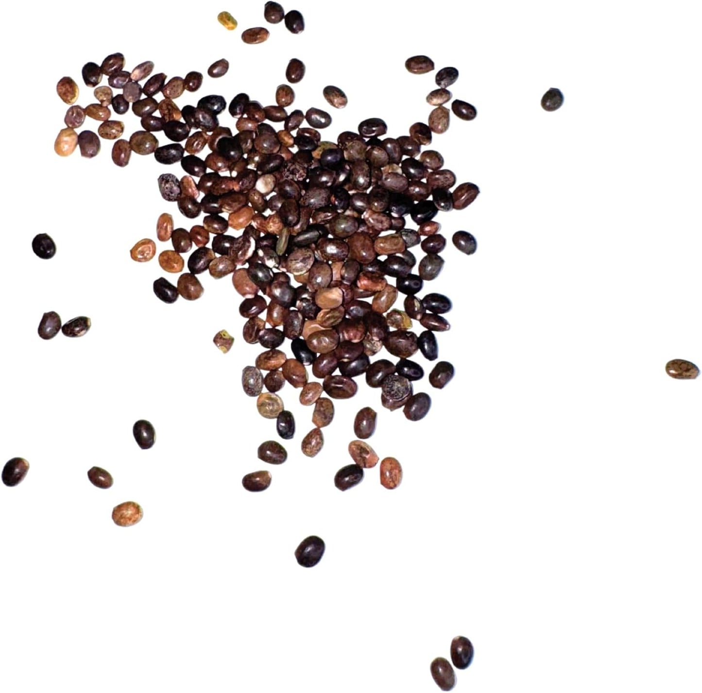 Mixed Lupines with Many Colors - 250 Seeds