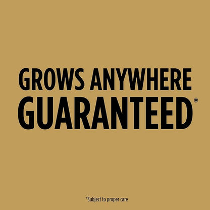 Scotts EZ Seed Dog Spot Repair for Tall Fescue Lawns, Combination Mulch, Grass Seed and Soil Amendment to Neutralize and Repair Pet Damage in Lawns, 2 lb