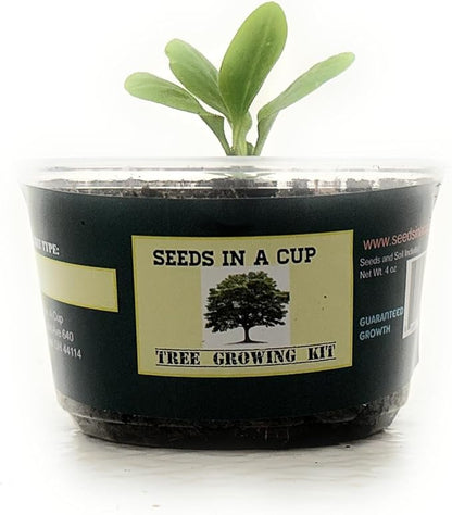 Tree Grow Kit | Easy to use | Educational | Memorial Gift | Plant It for The Planet | Grow Your Own Tree |Wide Selection to Choose from (Dogwood)