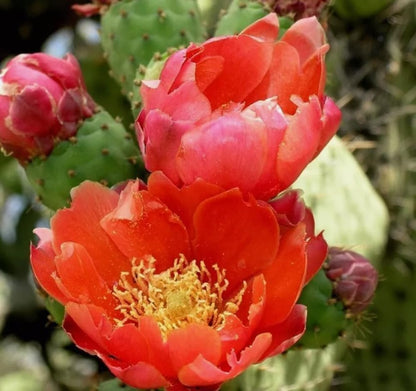 15PCS Red Prickly Pear Cactus Seeds Opuntia Ficus Heirloom Seeds