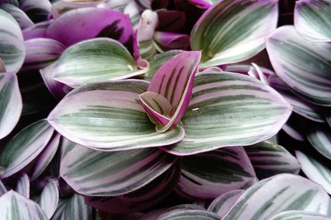 Rare Nanouk Pink Tradescantia - 4" Pot - Collector's Series