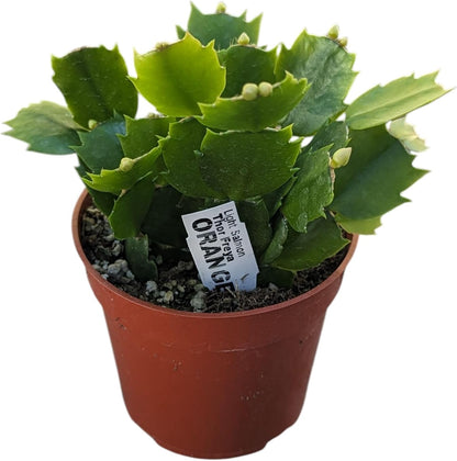 Live Holiday Cactus Plants, 4 Inch Potted Thanksgiving Christmas Cactus Collection, Pink Purple Orange Blooming Varieties, 3 Pack