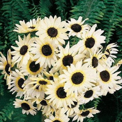 Park Seed Italian White Sunflower Seeds – Creamy White Petals with Chocolate Centers, 5–7 Ft Tall Well-Branched Variety for Cutting and Cottage Gardens, Pack of 50