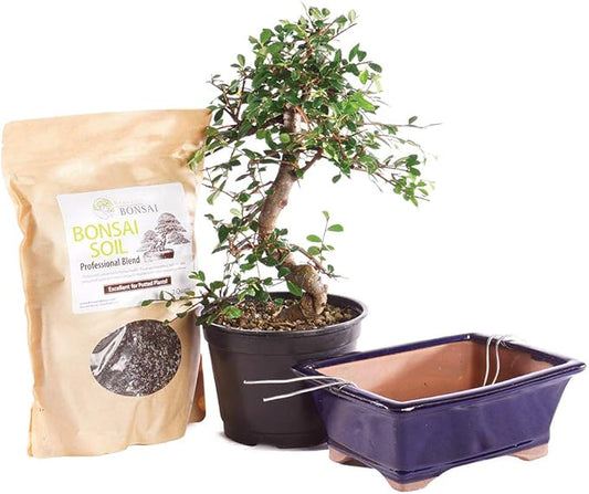 Brussel's Bonsai Live Chinese Elm Bonsai Outdoor Tree Gift Bundle - Medium Bonsai Tree - Bonsai Kit with Ceramic Bonsai Pot and Bonsai Soil