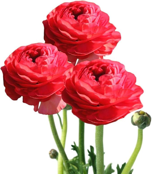 Easy to Grow Ranunculus Tecolote Rose - 10 Plant Bulbs, Pink Flowers in Spring, Full Sun Mediterranean Carlsbad Flower Fields