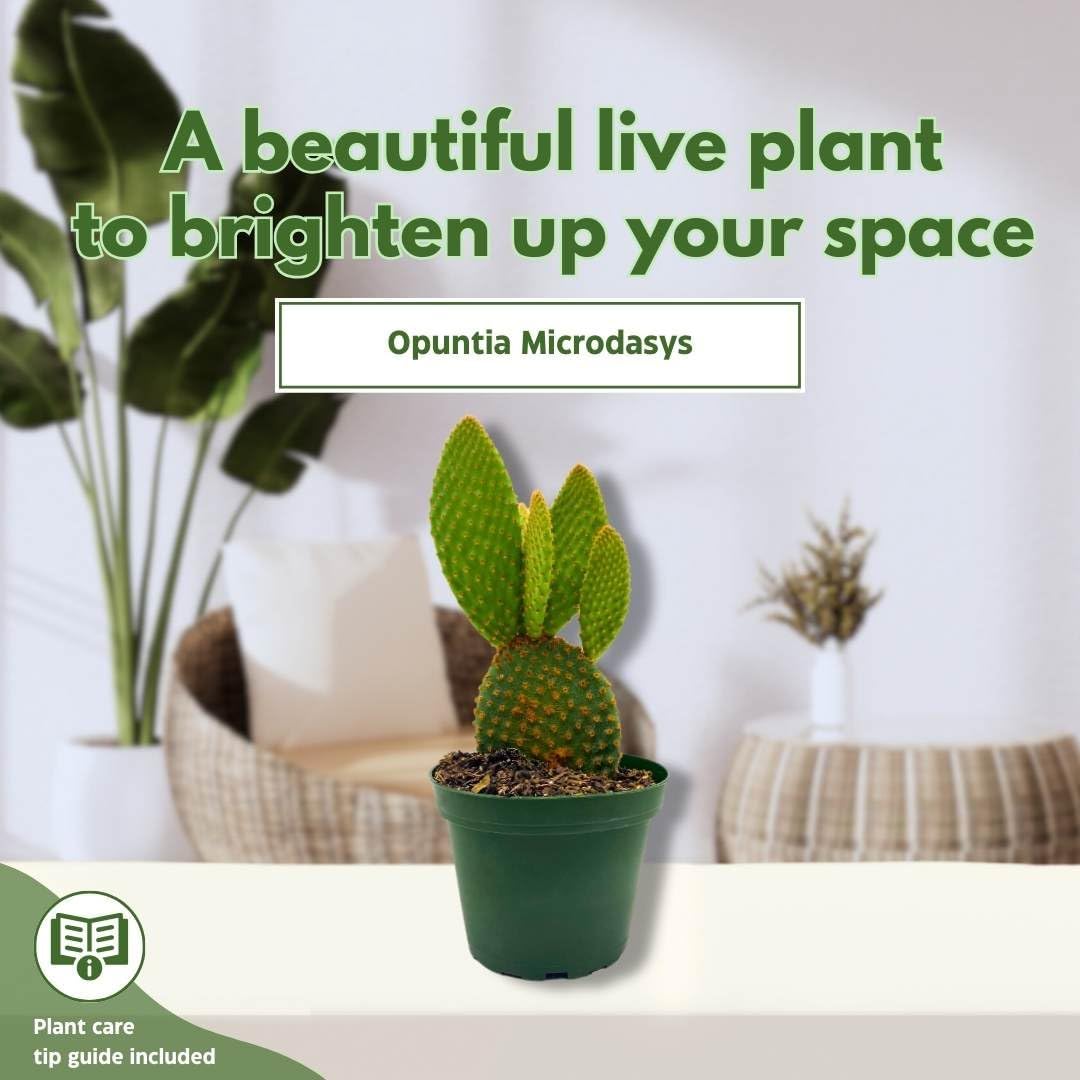 BubbleBlooms Bunny-Ears Prickly-pear Copper Red, 3 inch Pot Opuntia microdasys