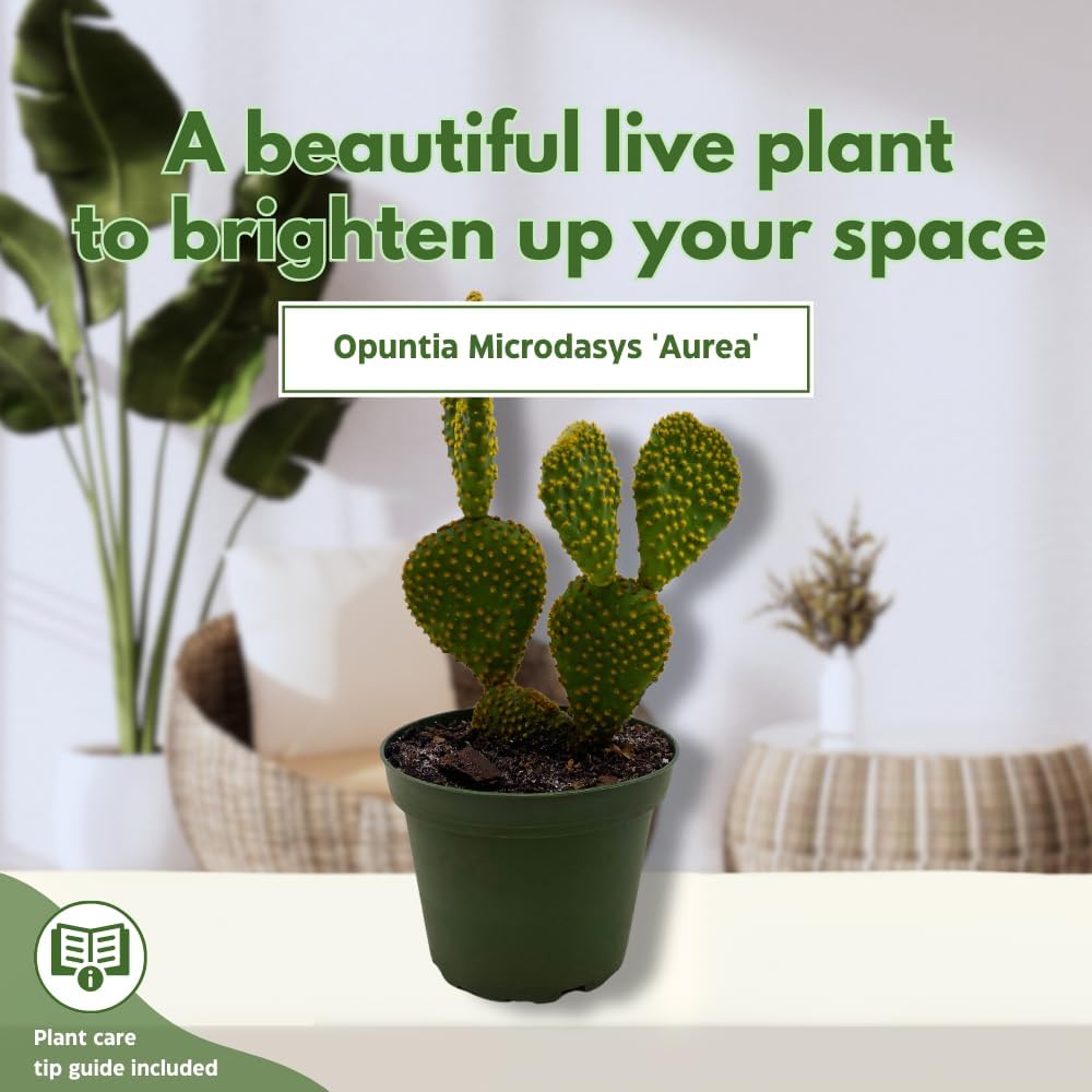 BubbleBlooms Bunny Ear Prickly Pear Cactus in a 4 inch Pot Yellow Opuntia Microsdasys